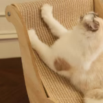 ⁦Chaise Longue en Sisal pour Chat et Animaux de Compagnie – كرسي للقط والحيونات الأليفة⁩ - الصورة ⁦3⁩